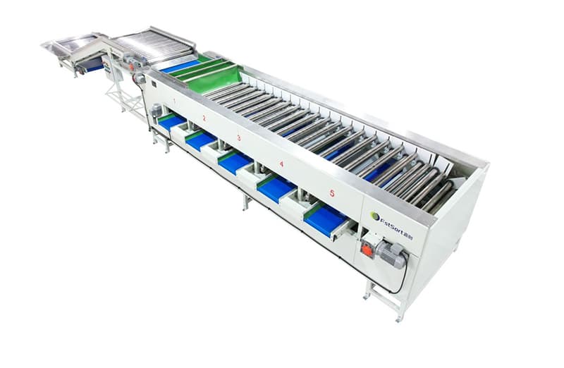 Línea de clasificación de patatas.jpg